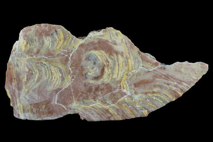 Polished Stromatolite From Russia - Million Years #102024